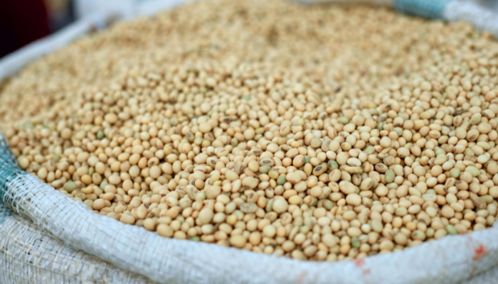 Chuvas favorecem semeadura da soja e sustentam preços no Brasil
