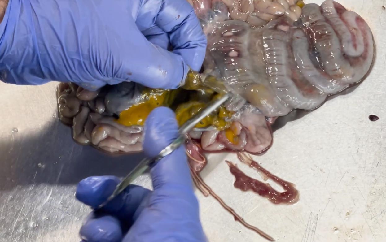 Vídeo de necropsia: colitis fibrinonecrótica