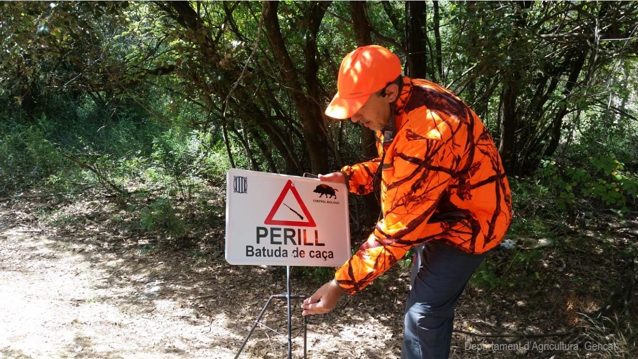 Catalunha destina € 2,2 milhões para incentivar a captura de javalis
