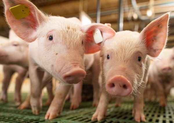 Maior demanda impulsiona preços da carcaça e do suíno vivo
