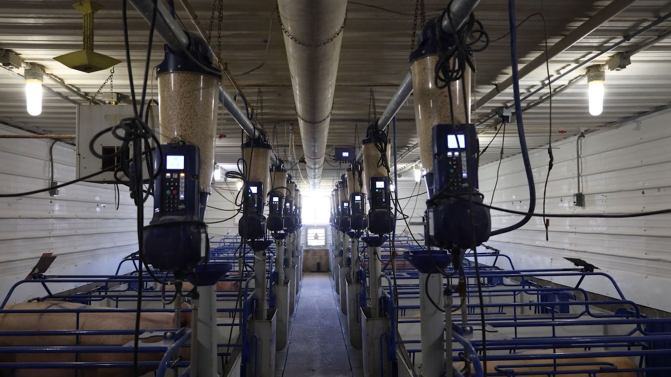 Mecanismos biológicos e fisiológicos por trás da alimentação de precis