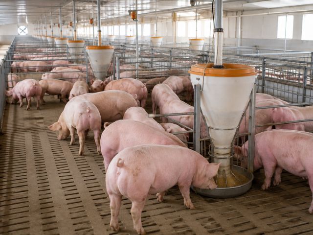 Santa Catarina bate recorde nas exportações de carne suína em 2026
