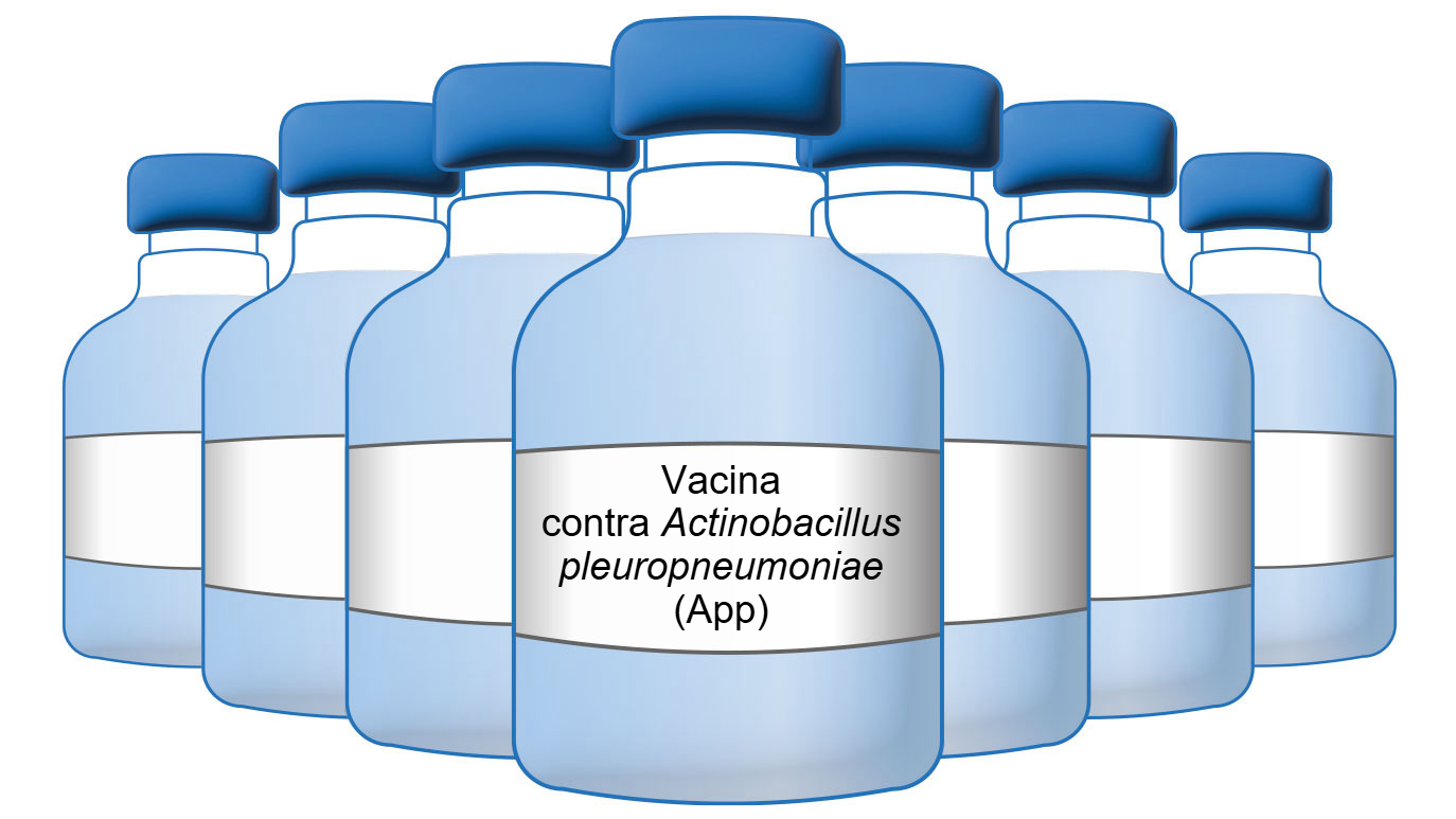 Vacinas contra Actinobacillus pleuropneumoniae em suínos