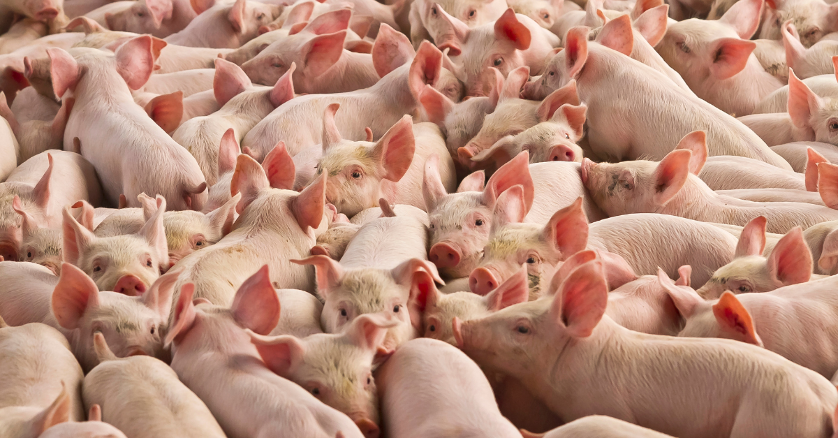 Cotações do suíno vivo oscilam, vendas fracas pressionam carcaça