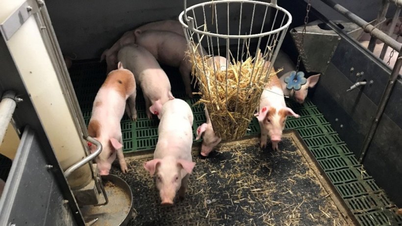 Foto 1. Animais intactos (com cauda) e&nbsp;material manipul&aacute;vel. Foto cedida por Inge B&ouml;hne.
