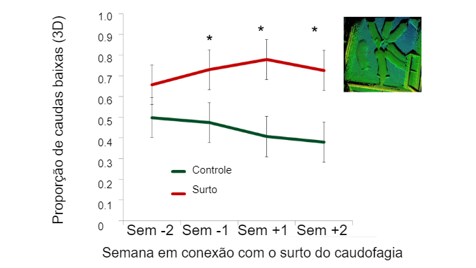 Figura 2. Proporci&oacute;n de colas bajas&nbsp;en relaci&oacute;n a la aparici&oacute;n del brote de caudofagia.
