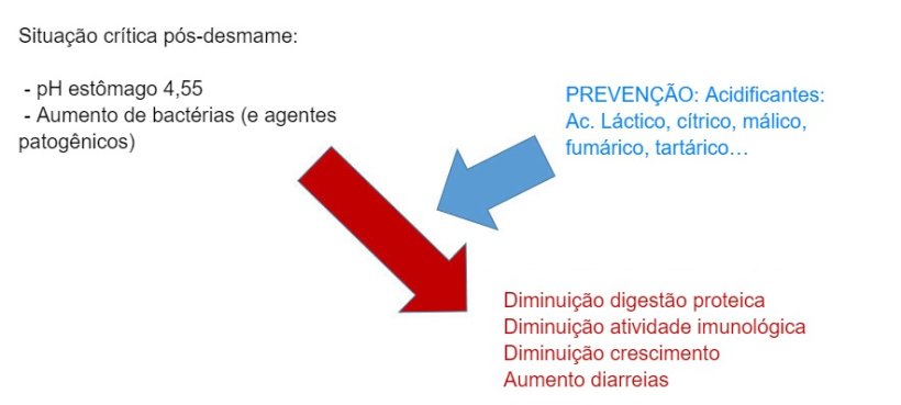 Figura 2: A acidifica&ccedil;&atilde;o da digesta tamb&eacute;m &eacute; uma boa estrat&eacute;gia para melhorar a digest&atilde;o, sobretudo em leit&otilde;es p&oacute;s-desmame porque a sua capacidade end&oacute;gena &eacute; muito limitada. Mediante a incorpora&ccedil;&atilde;o de um acidificante na dieta, evita-se uma diminui&ccedil;&atilde;o da digest&atilde;o proteica e que afecte a imunidade e os par&acirc;metros produtivos.
