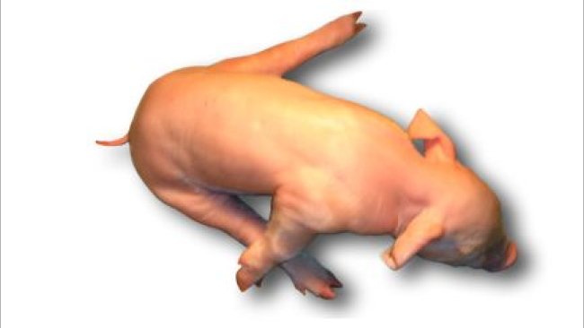 Leitão com splayleg