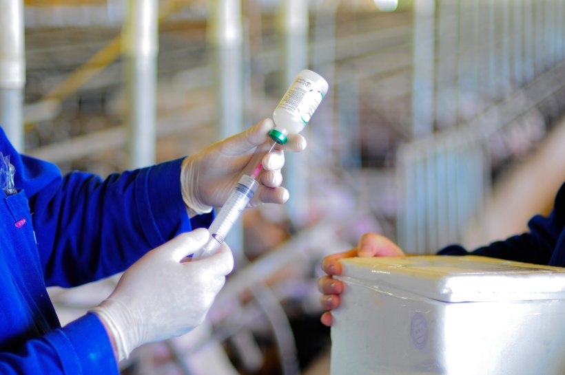 Fonte: Jairo Backes - Embrapa Su&iacute;nos e Aves
