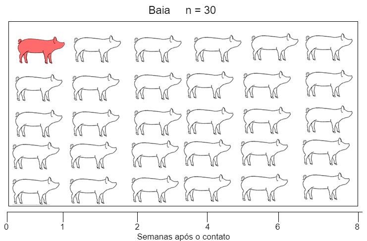 Figura 1. Um modelo de infec&ccedil;&atilde;o natural foi usado para avaliar a detec&ccedil;&atilde;o de Mycoplasma hyopneumoniae ap&oacute;s o contato com uma f&ecirc;mea infectada. Eixo X: semanas ap&oacute;s o contato. As amostras foram coletadas em marr&atilde;s do dia 0 a 8 semanas ap&oacute;s o contato.
