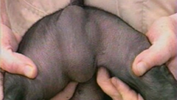 H&eacute;rnias e criptorquidismo
