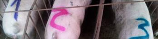 Marked sows