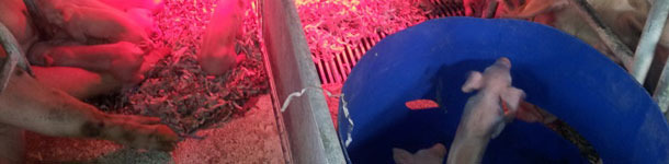 Nests for piglets