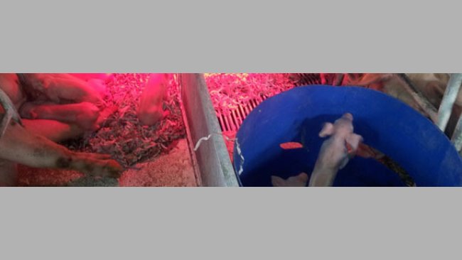 Nests for piglets