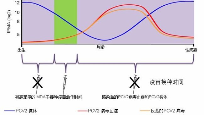 Optimal time for piglet PCV2 vaccination