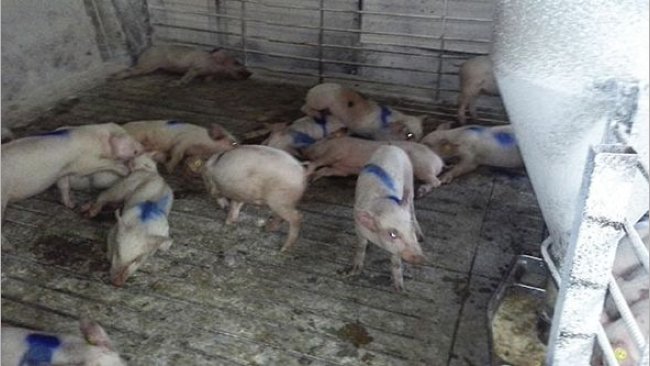 Afected pigs