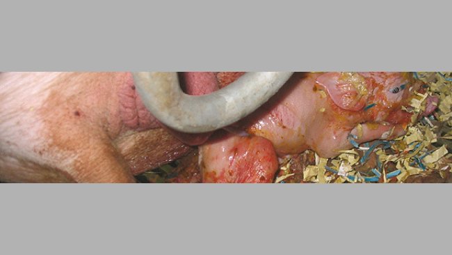 Sow farrowing