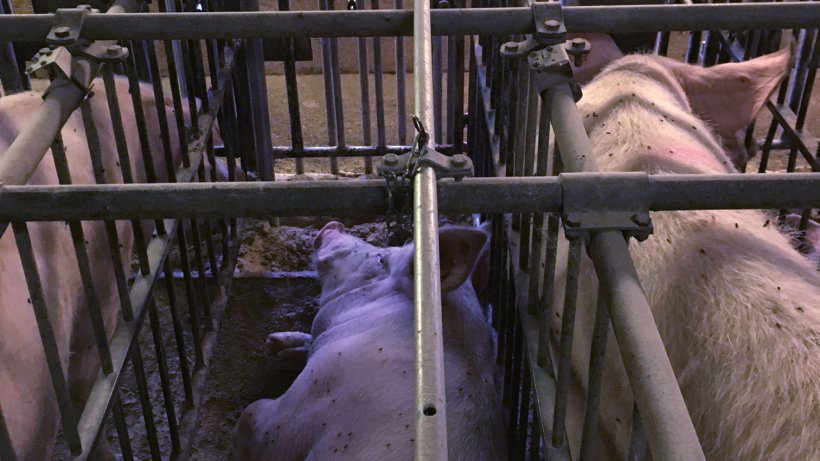 Sows in crates
