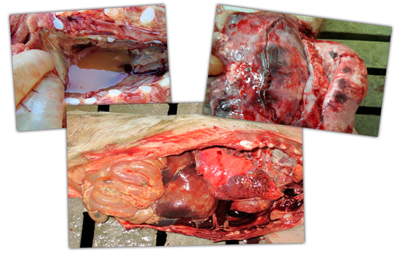 Figure&nbsp;1: Thoracic cavity - Lesions in a nursery pig: pericardial oedema, multifocal pulmonary lesions and septicaemia with respiratory and digestive picture
