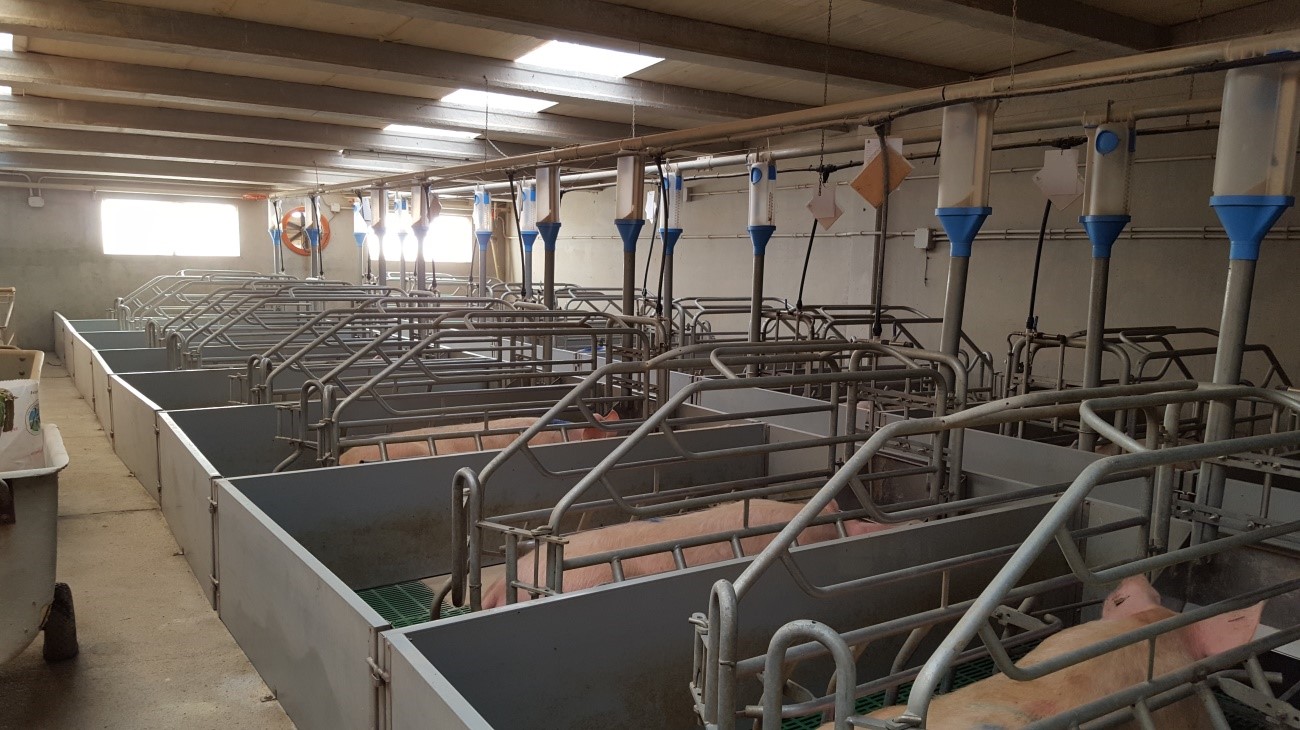 Figure 2. The cost of a farrowing room with a double passage is a 10% higher, but it simplifies work&nbsp;because it provides good access to the feed trough and the rear&nbsp;of the farrowing pen.
