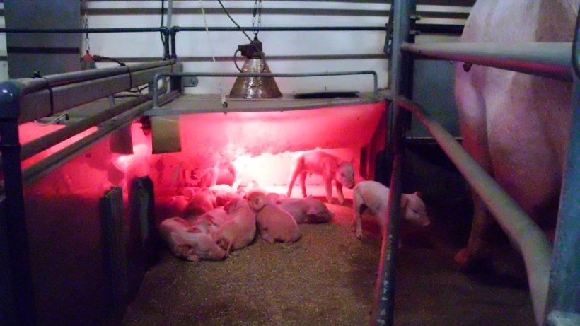 Figure 3. The temperature requirements of the piglet and the sow are completely different. The creep area allows us to give the right comfort to the piglets without compromising the comfort of the sow.

