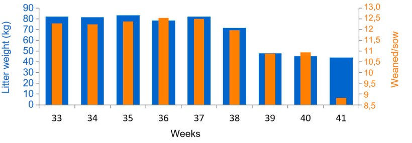 Graph 3. Average weaned/female &nbsp;as piglets and kilograms of litter, before and during PED (from week 38).
