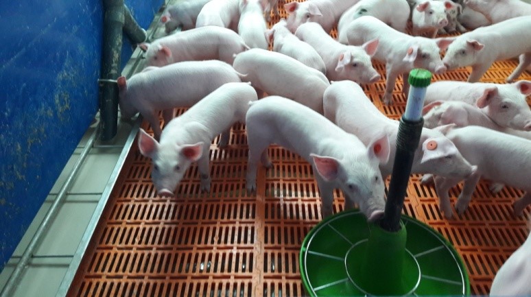 Photo 5.- Piglets at 4 days post-weaning&nbsp;
