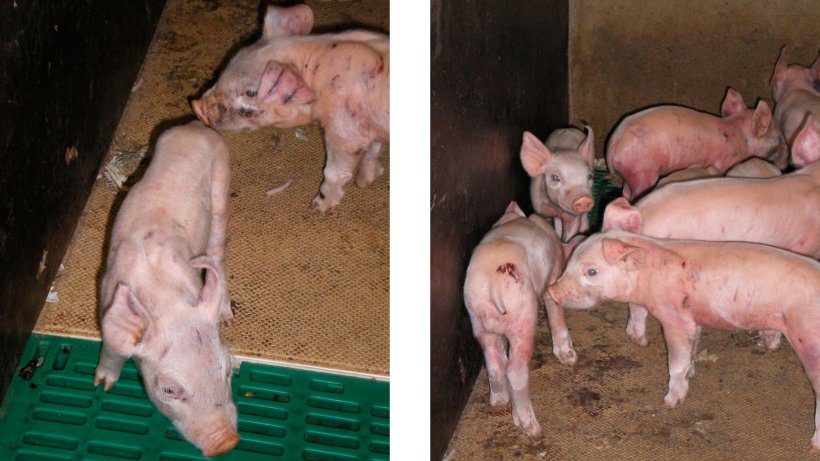 Figure 1. Fighting marks and widespread sub-epithelial haemorrhages in 7 day old piglets. Note dried blood on heating pads 12 hours after tail-docking.

Figure 2. Fighting marks and widespread sub-epithelial haemorrhages in 7 day old piglets. Note dried blood on heating pads and on the rump 12 hours after tail-docking.
