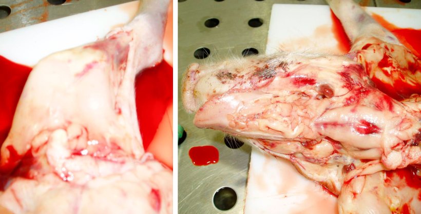 Figure 8. Pale carcase and sub-epithelial haemorrhages in the left hind leg. Note the thin and watery blood on the table.

Figure 9. Pale carcase with haemorrhagic lymph nodes and sub-epithelial haemorrhages. Note the thin and watery blood on the carcase.
