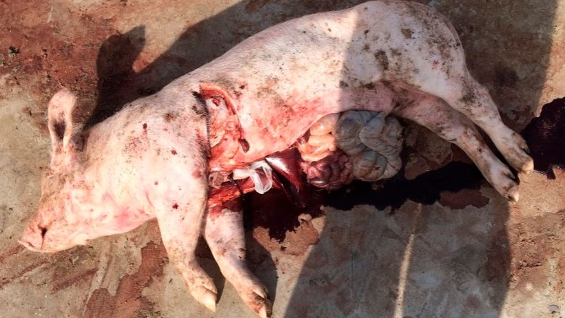 Figure 4: Necropsy at the herd reveals dark discoloration of the blood, without any other remarkable deviations in the organs.
