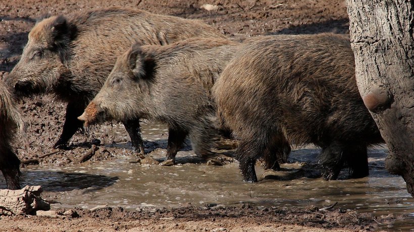 Wild boars in a wallow. The number and space distribution of wild boars is&nbsp;determined by water and food&nbsp;availability.
