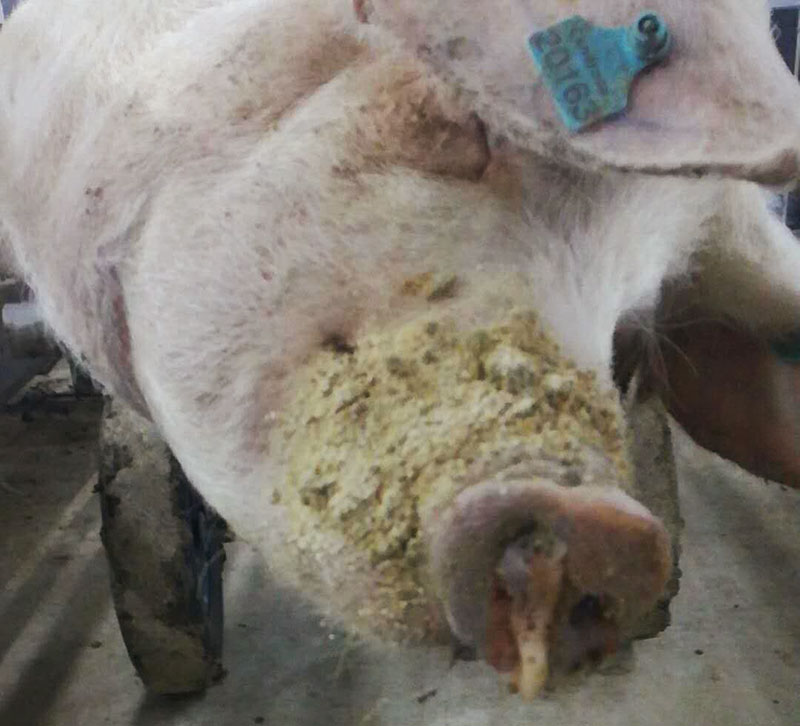 Fig 1: Dead pig with purulent and bloody discharge from nose.

