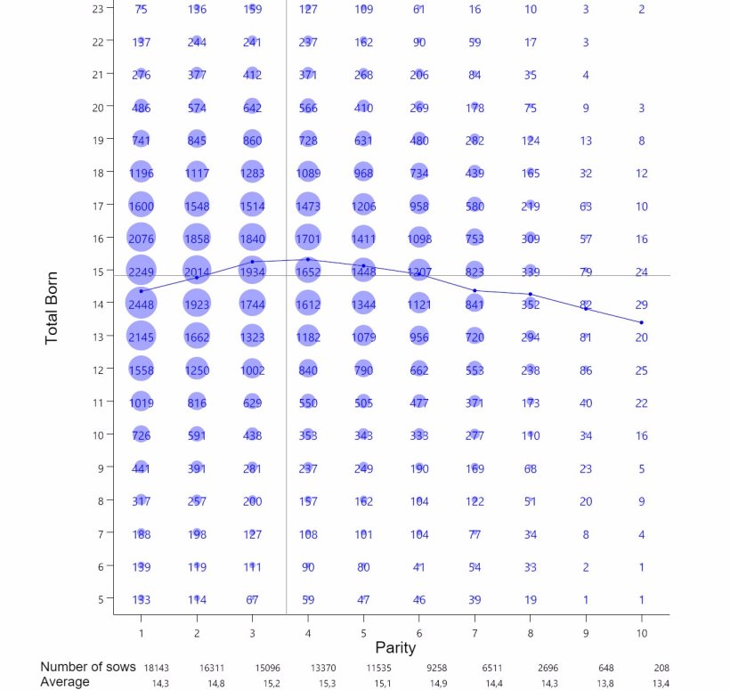 Graph&nbsp;1: Average Piglet Total Born per parity. Analysis of 93.896 farrowings&nbsp;from hyperprolific sows recorded from&nbsp;October 14 to September 16
