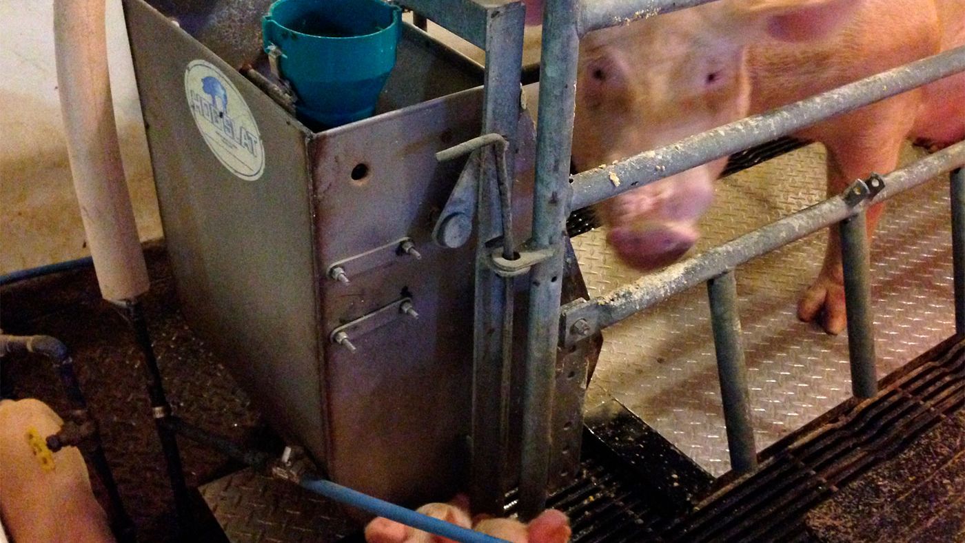 Figure 2 &ndash; Purdue prototype hog cooling pad being tested in farrowing house.
