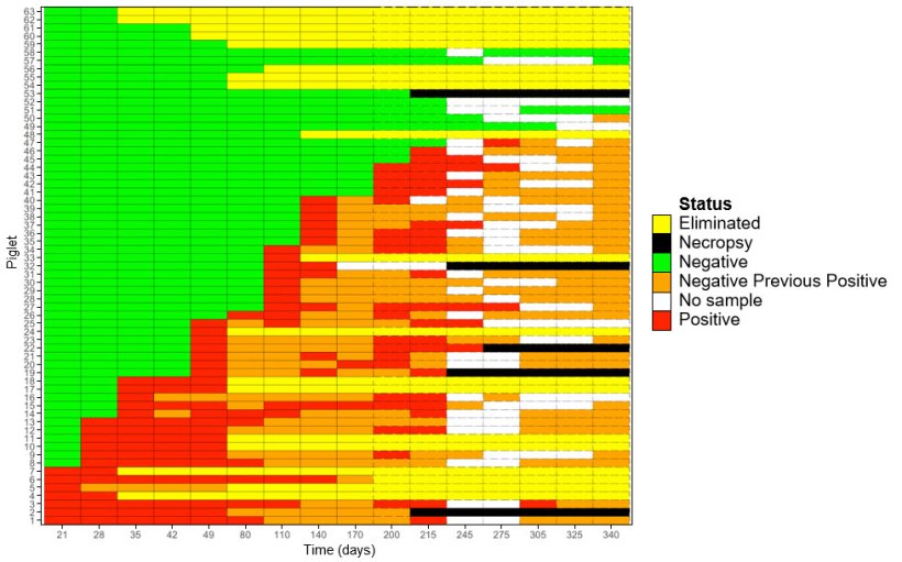 Figure 1: Heat map showing longitudinal detection of M. hyopneumoniae in gilts.
