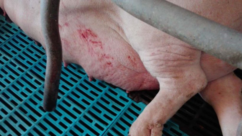 Photo 4:&nbsp;&nbsp;Mammary gland oedema in the peripartum
