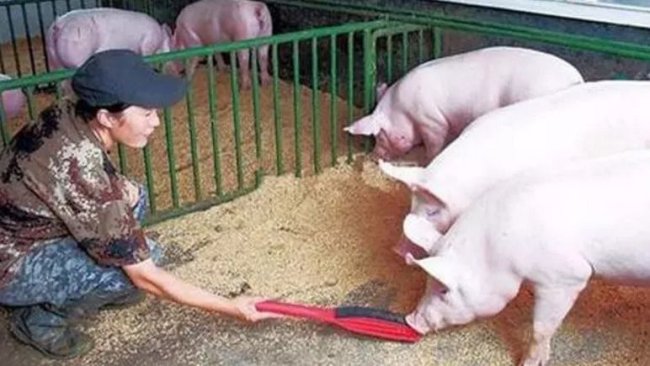 Pig333wechat