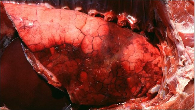 Acute pleuropneumonia in swine: three observations (indicated by arrows) can frequently be made: consolidated areas that are from dark red to black, interlobular edema and fibrinous pleuritis. Picture courtesy of Dr Robert Desrosiers