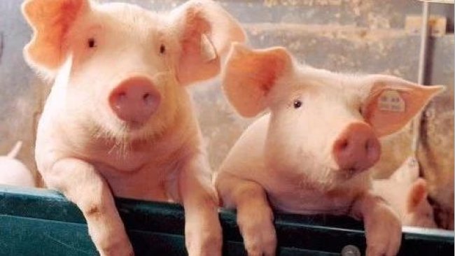 Pig333wechat