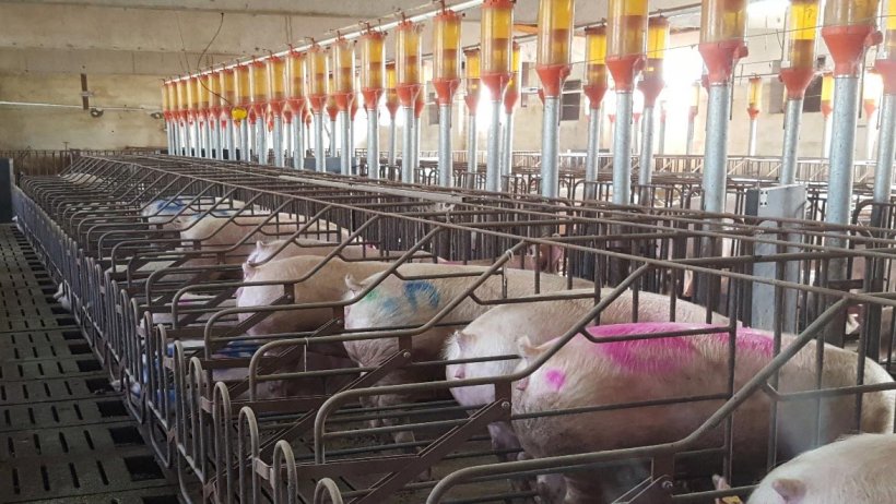 Photo 2. If the gilts are going to be mated&nbsp;and&nbsp;spend the first weeks of gestation in stalls, they must get used&nbsp;to them in the first place, so as avoid their placement in stalls interfering with the practice of flushing and with a good ovulation. The photo also shows the practice of marking the animals in heat&nbsp;that are not serviced&nbsp;with a different colour every week.
