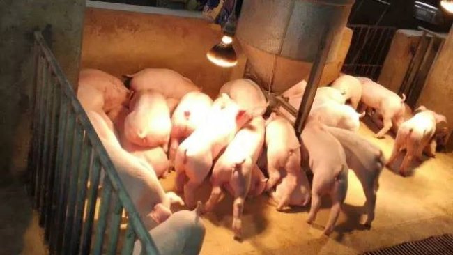 Pig333wechat 1