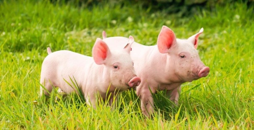 Pig333wechat