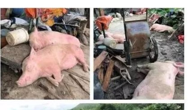Pig333wechat