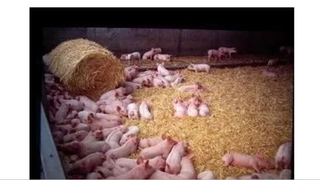 Pig333wechat 1