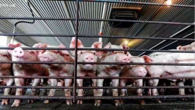 Pig333wechat
