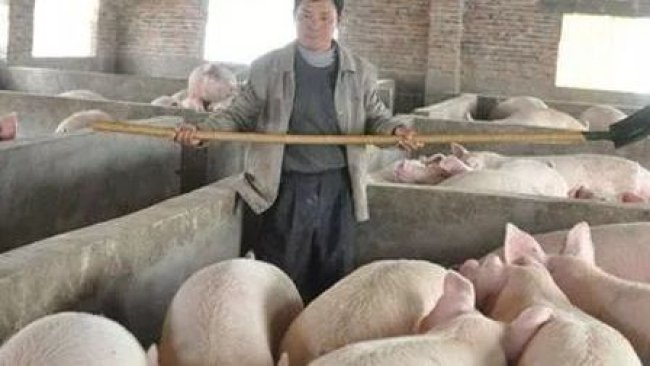 Pig333wechat