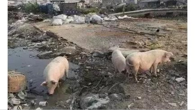 Pig333wechat