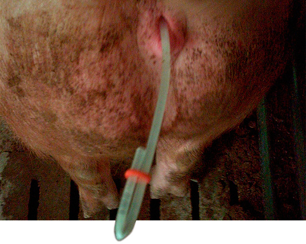 Closing the catheters with a rubber band
