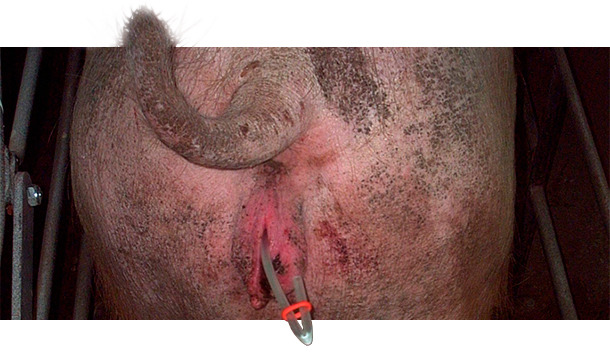 Closing the catheters with a rubber band
