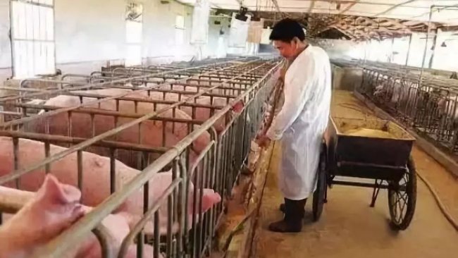 Pig333wechat